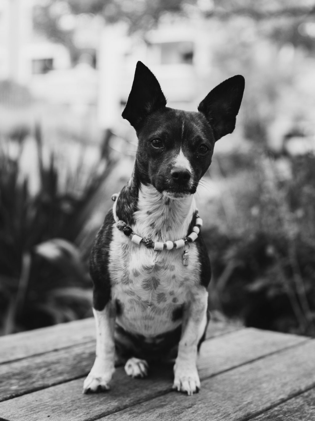 250926_Lovis_Pangratz_Mitarbeiterportraits_PuK_5863-SW